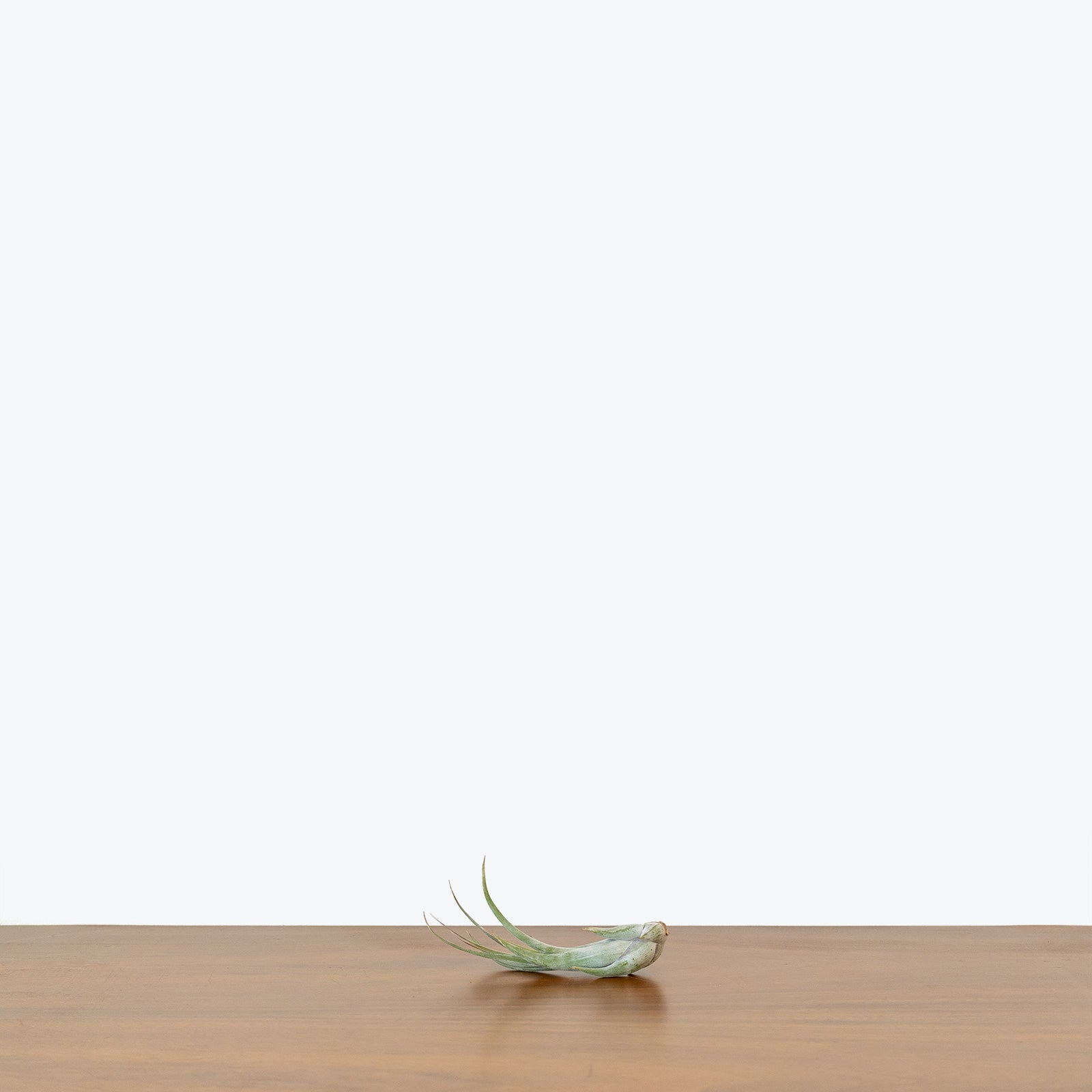 Tillandsia Circinata Air Plant - House Plants Delivery Toronto - JOMO Studio