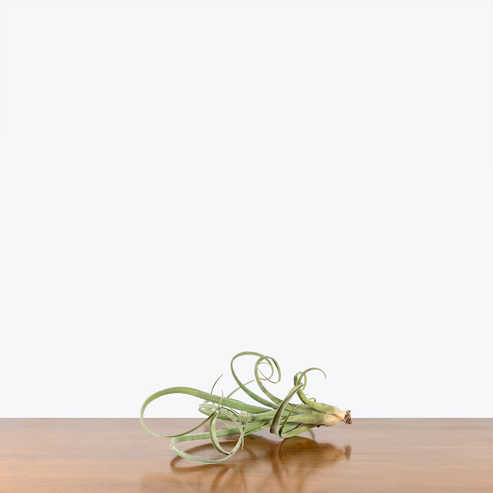 Tillandsia Curly Slim Air Plant | Care Guide and Pro Tips - JOMO Studio