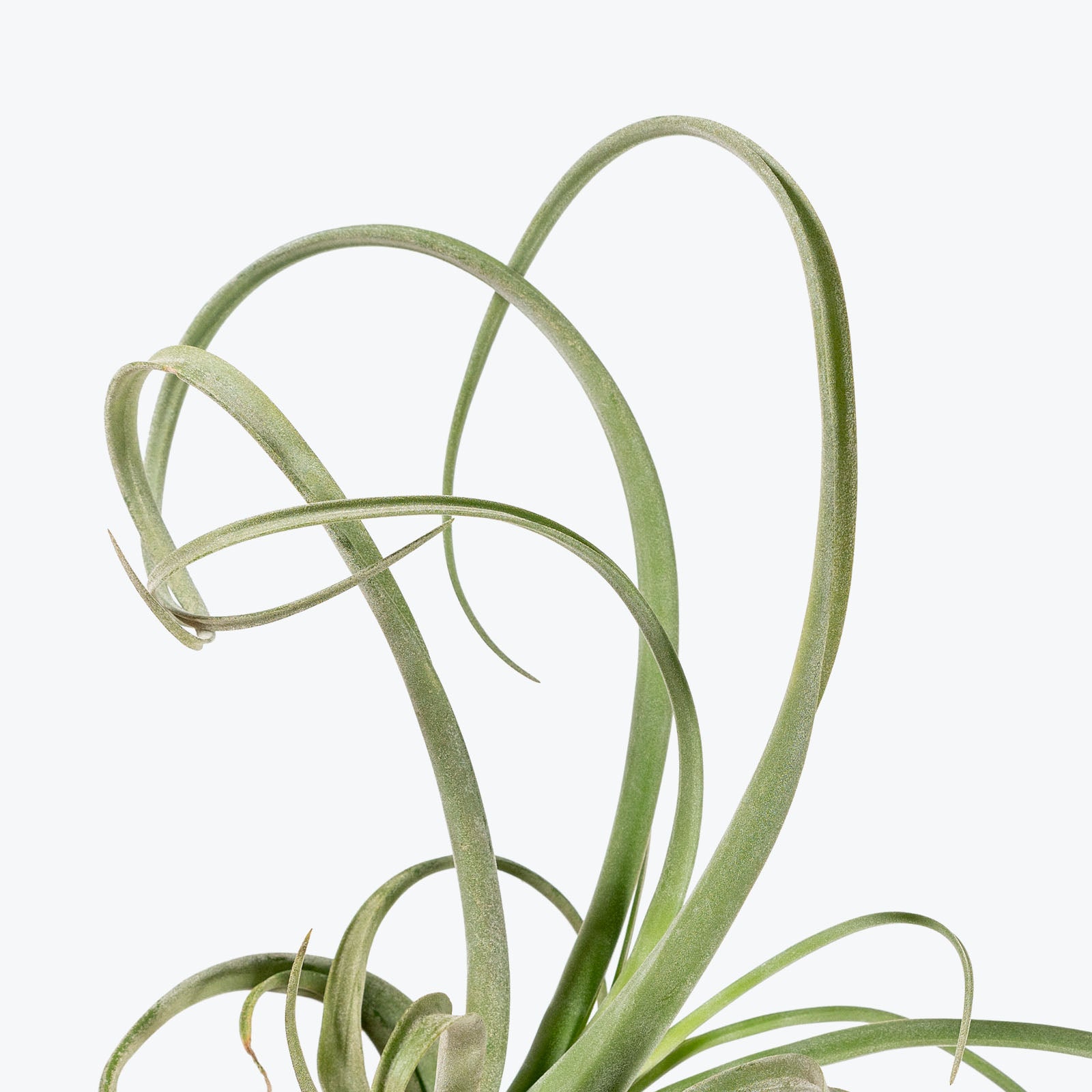 Tillandsia Curly Slim Air Plant | Care Guide and Pro Tips - JOMO Studio