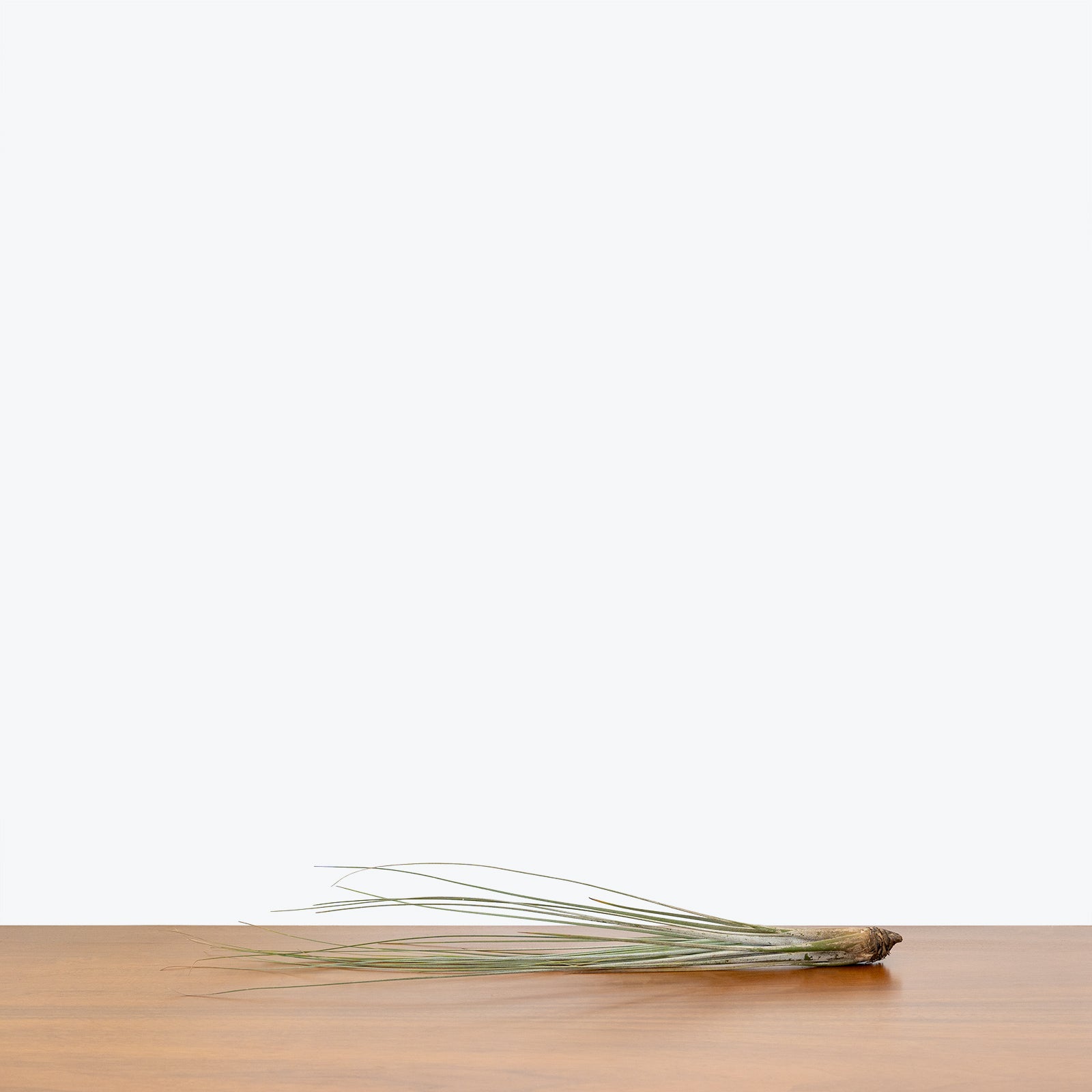 Tillandsia Juncea Air Plant - House Plants Delivery Toronto - JOMO Studio