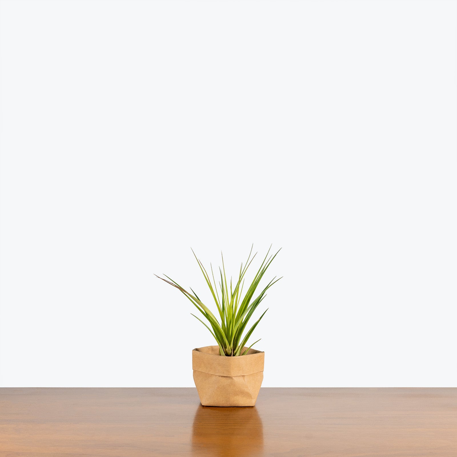 Tillandsia Melanocrater Air Plant | Care Guide and Pro Tips - Delivery from Toronto across Canada - JOMO Studio