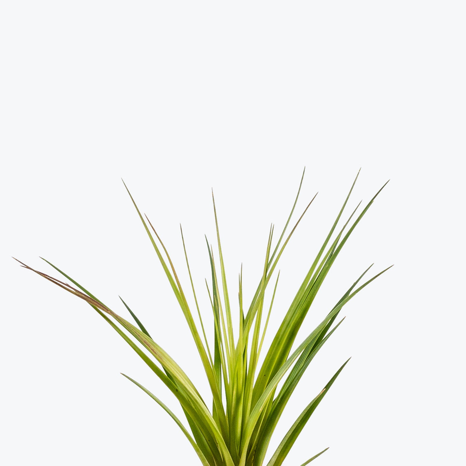 Tillandsia Melanocrater Air Plant | Care Guide and Pro Tips - Delivery from Toronto across Canada - JOMO Studio
