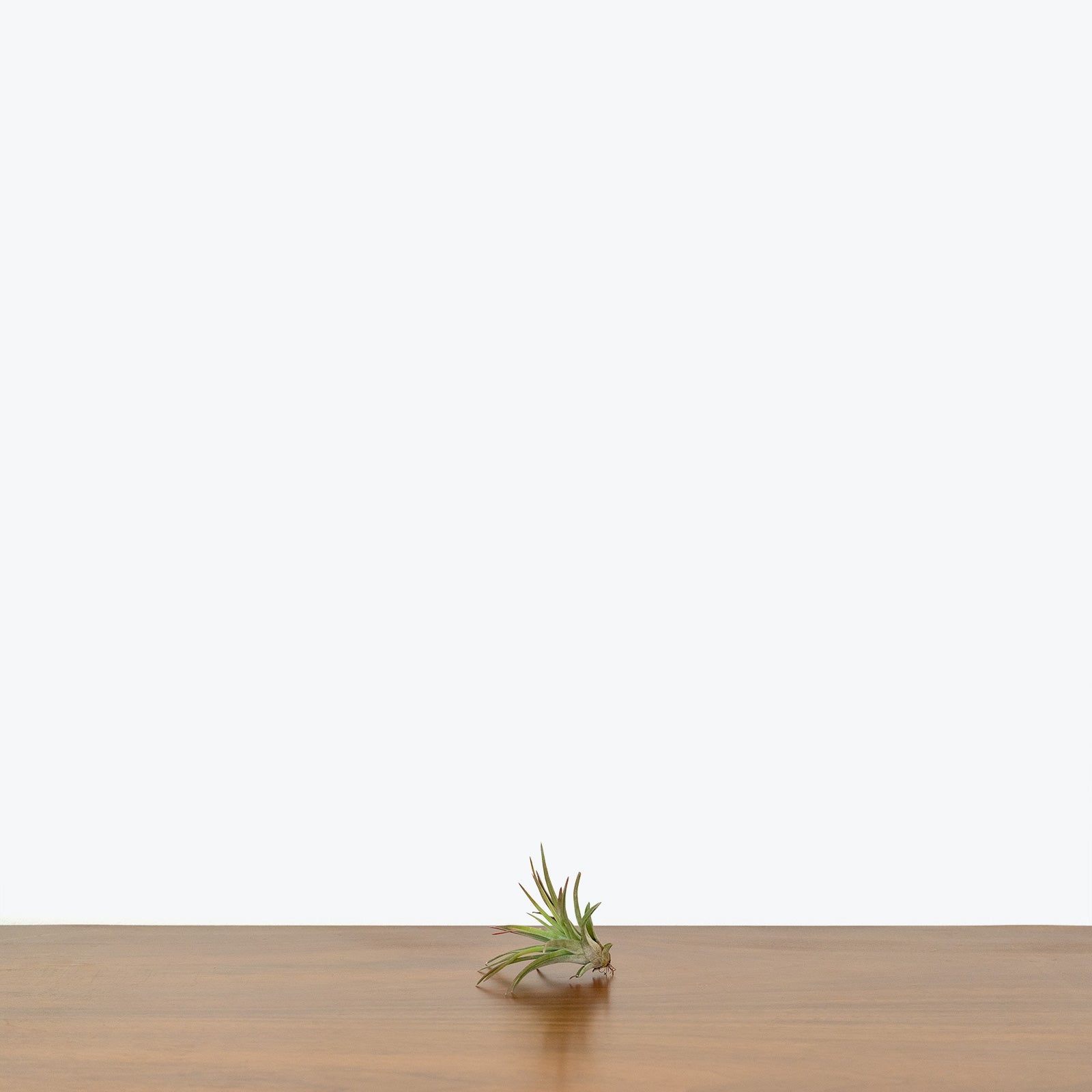 Tillandsia Veluntina Air Plant - House Plants Delivery Toronto - JOMO Studio