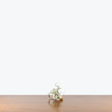 Tillandsia Xerographica Air Plant — 2.5"