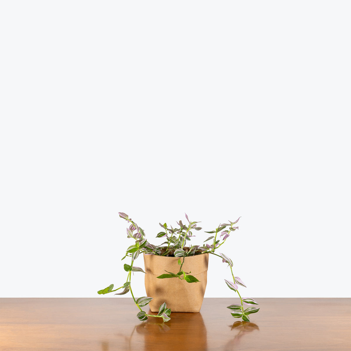 Tradescantia Fluminensis Lavender| Care Guide and Pro Tips - Delivery from Toronto across Canada - JOMO Studio