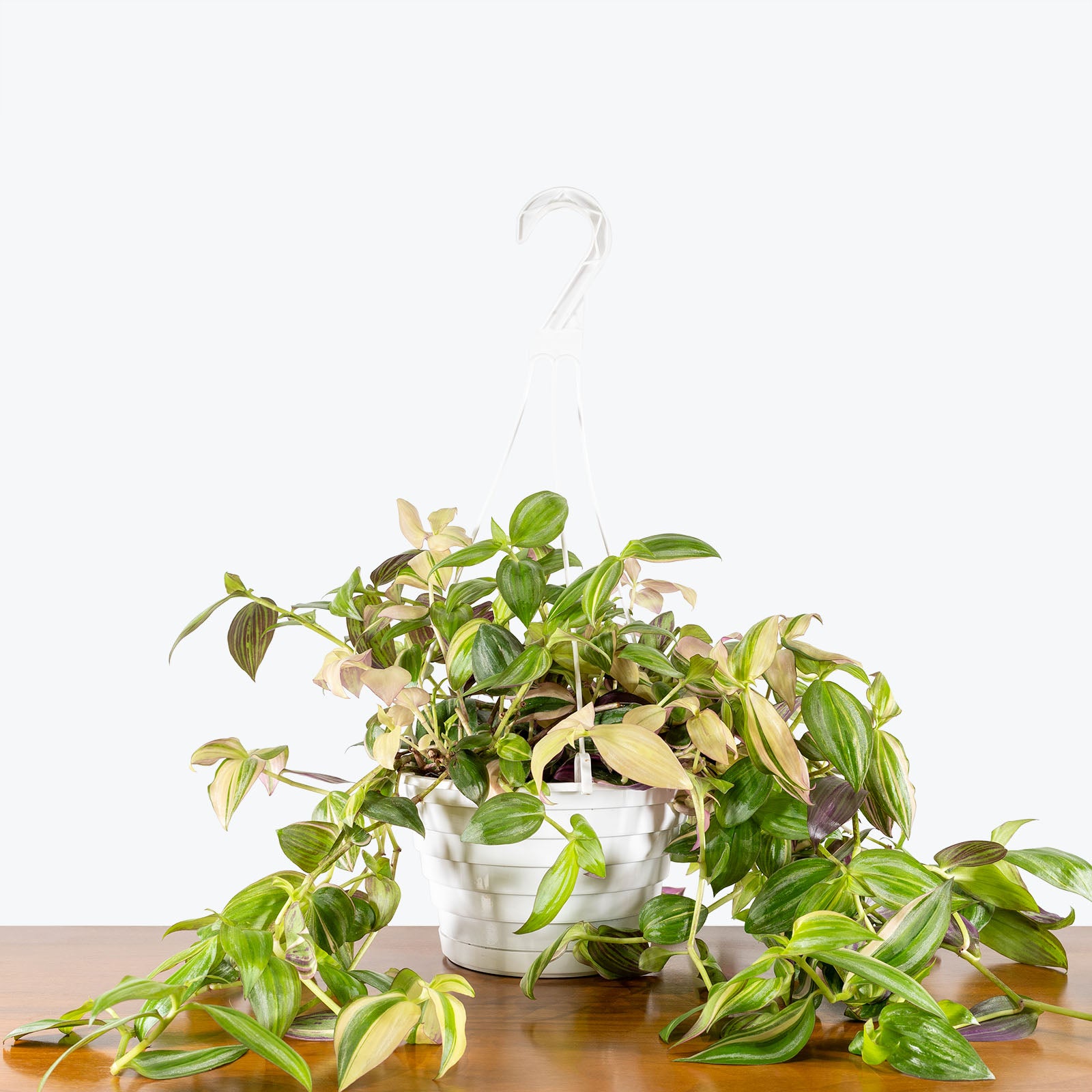 Tradescantia Multicolor Discolor | Care Guide and Pro Tips - JOMO Studio