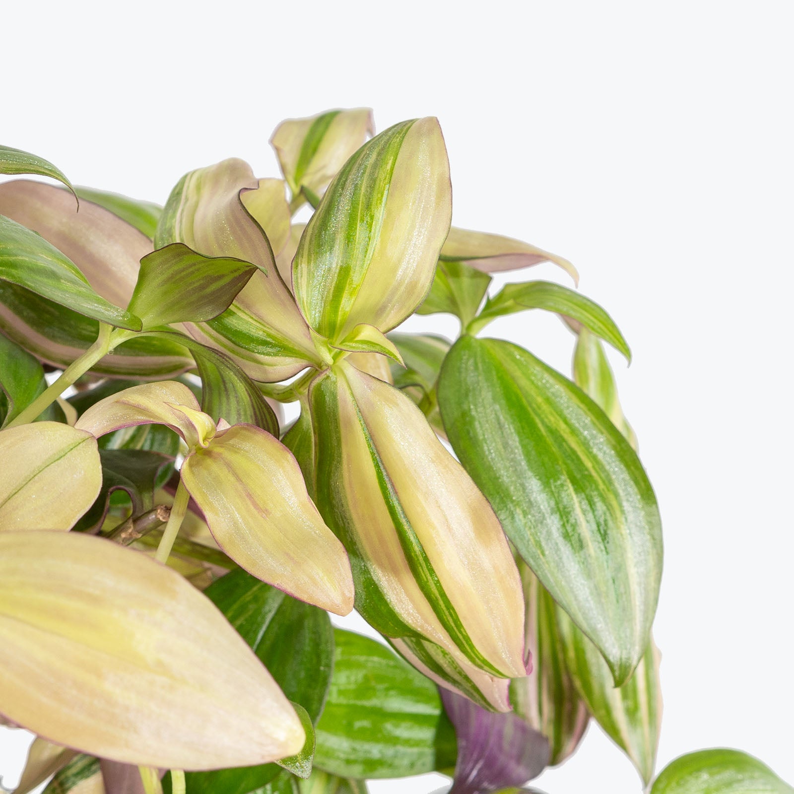 Tradescantia Multicolor Discolor | Care Guide and Pro Tips - JOMO Studio