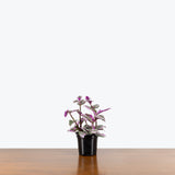 Tradescantia Nanouk — 4" Pot (expecting minor blemishes)