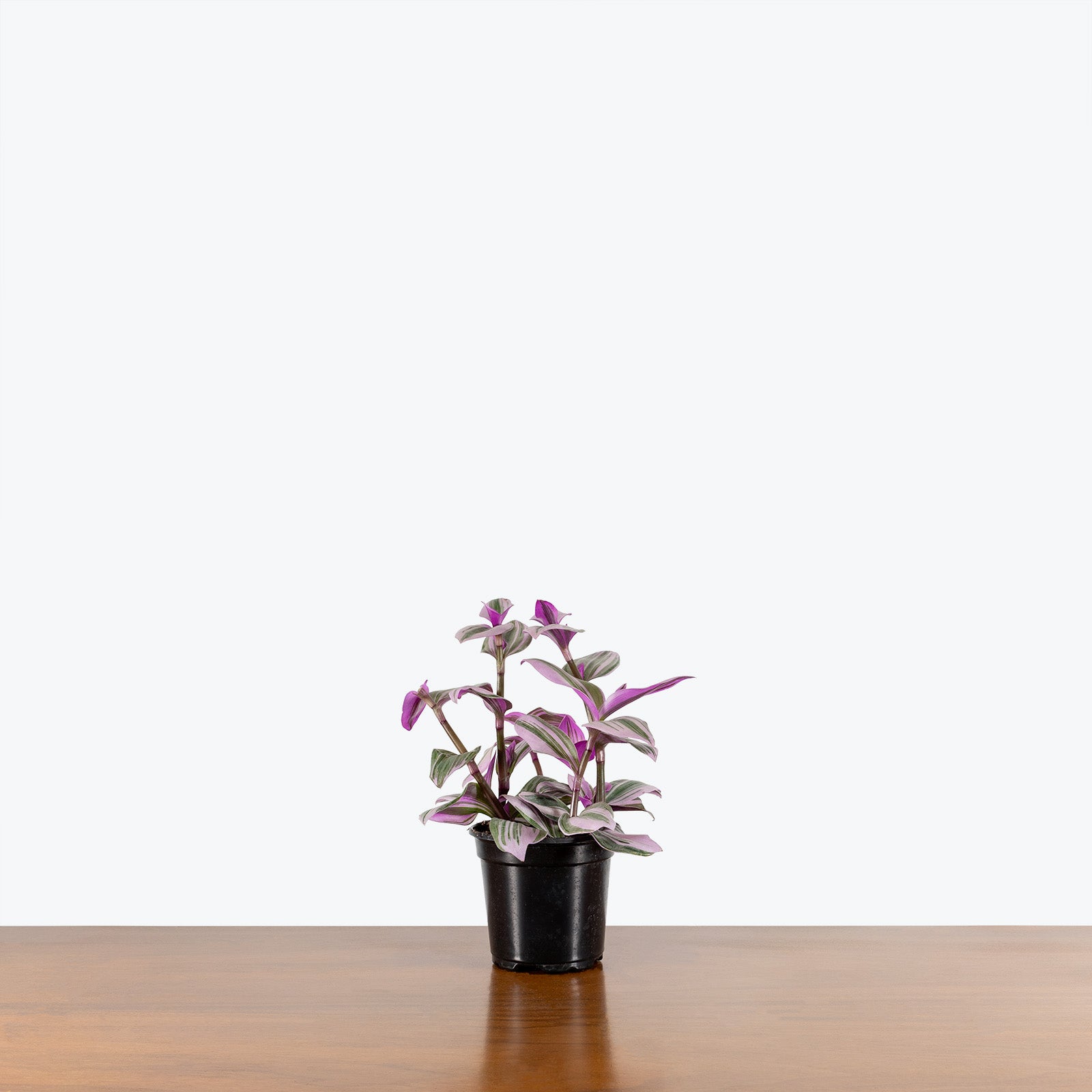 Tradescantia Nanouk | Care Guide and Pro Tips - Delivery from Toronto across Canada - JOMO Studio