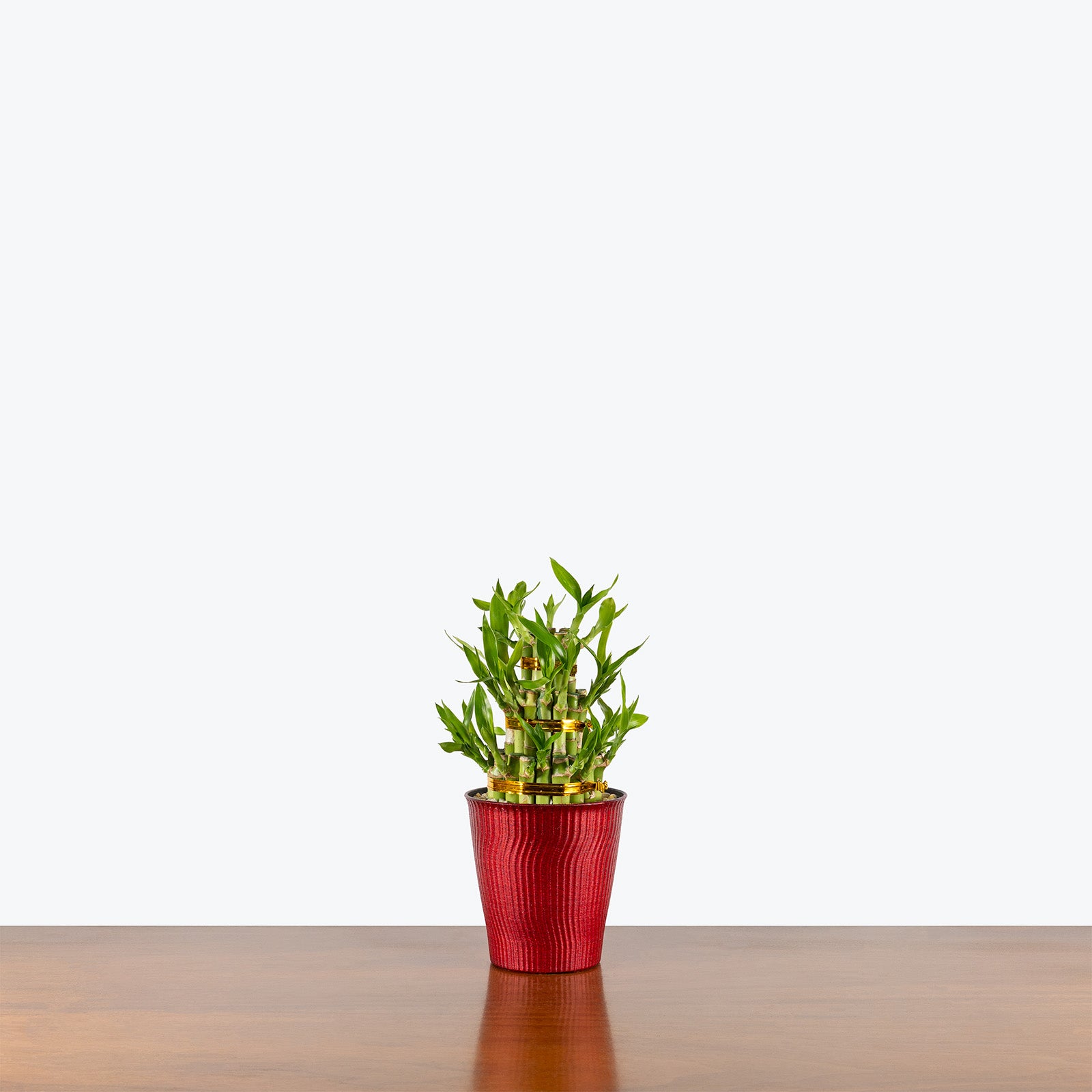 Triple Lucky Bamboo | Care Guide and Pro Tips - Delivery from Toronto across Canada - JOMO Studio