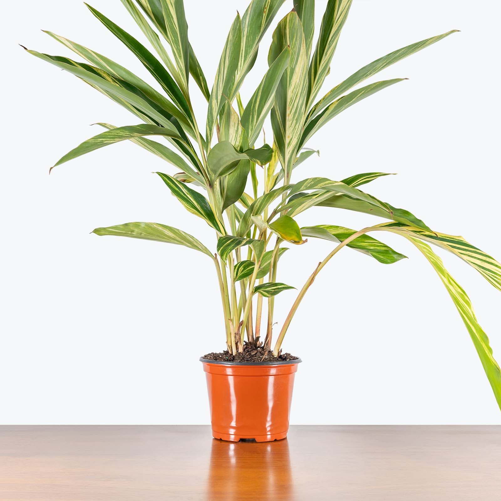 Variegated Shell Ginger - Alpinia zerumbet Variegata - House Plants Delivery Toronto - JOMO Studio