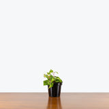 Variegated Wax Ivy — 4" Pot