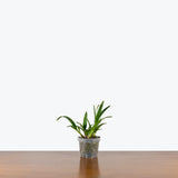 Vaughnara Fiftieth Anniversary Orchid — 4" Pot (not in bloom yet)