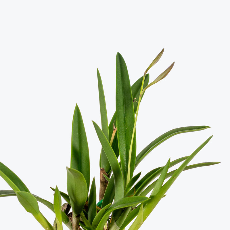 Vaughnara Fiftieth Anniversary Orchid | Care Guide and Pro Tips - Delivery from Toronto across Canada - JOMO Studio