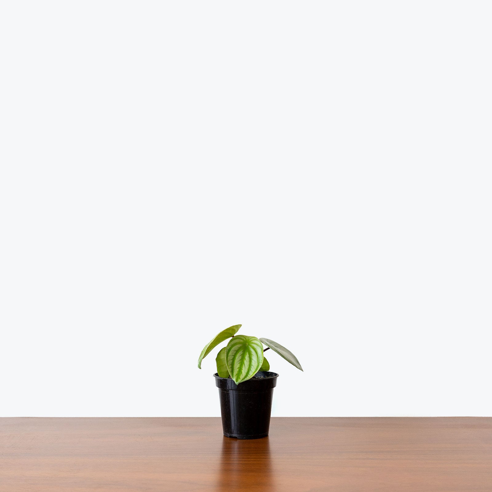 Houseplant 101 Workshop