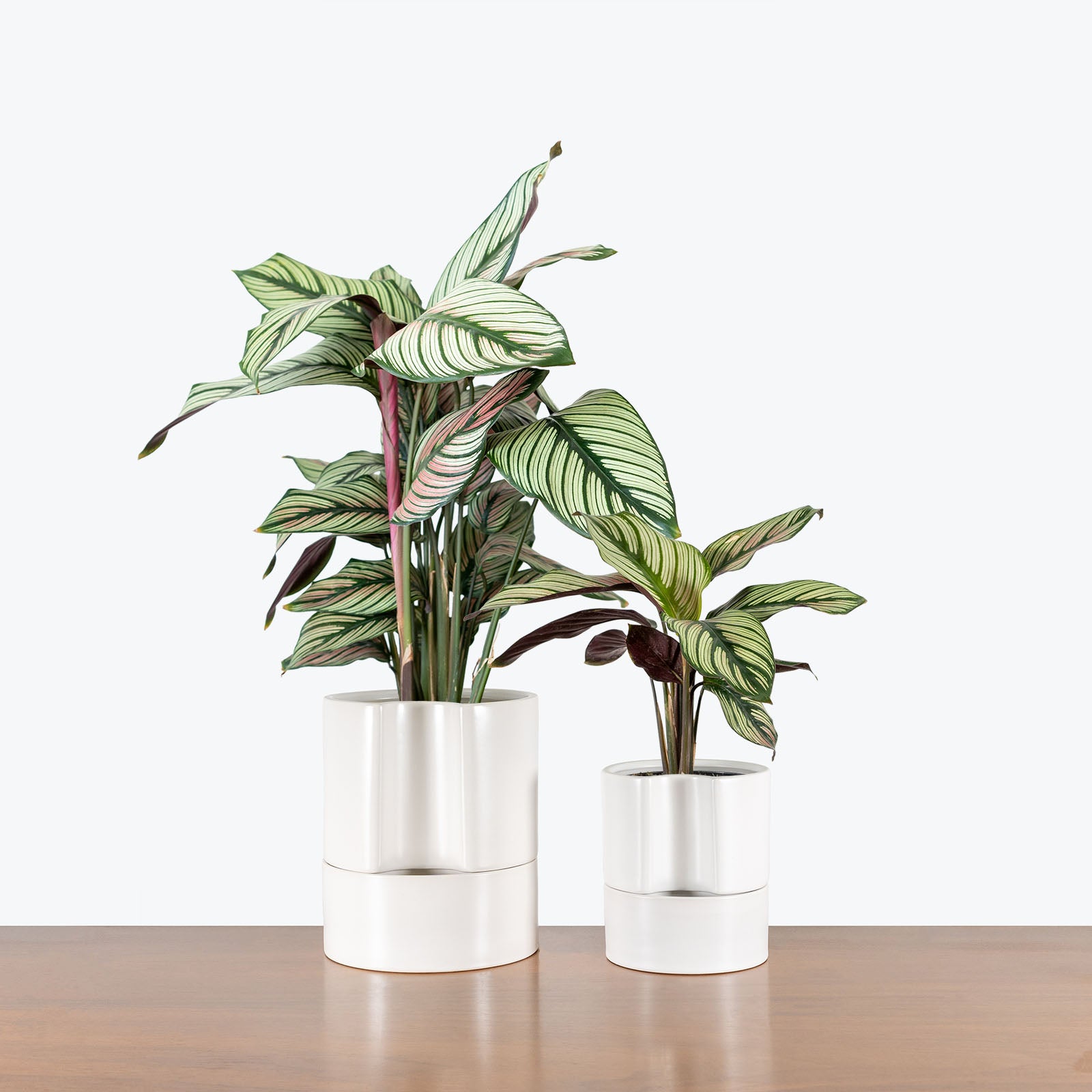 White Self Watering Planter - House Plants Delivery Toronto - JOMO Studio