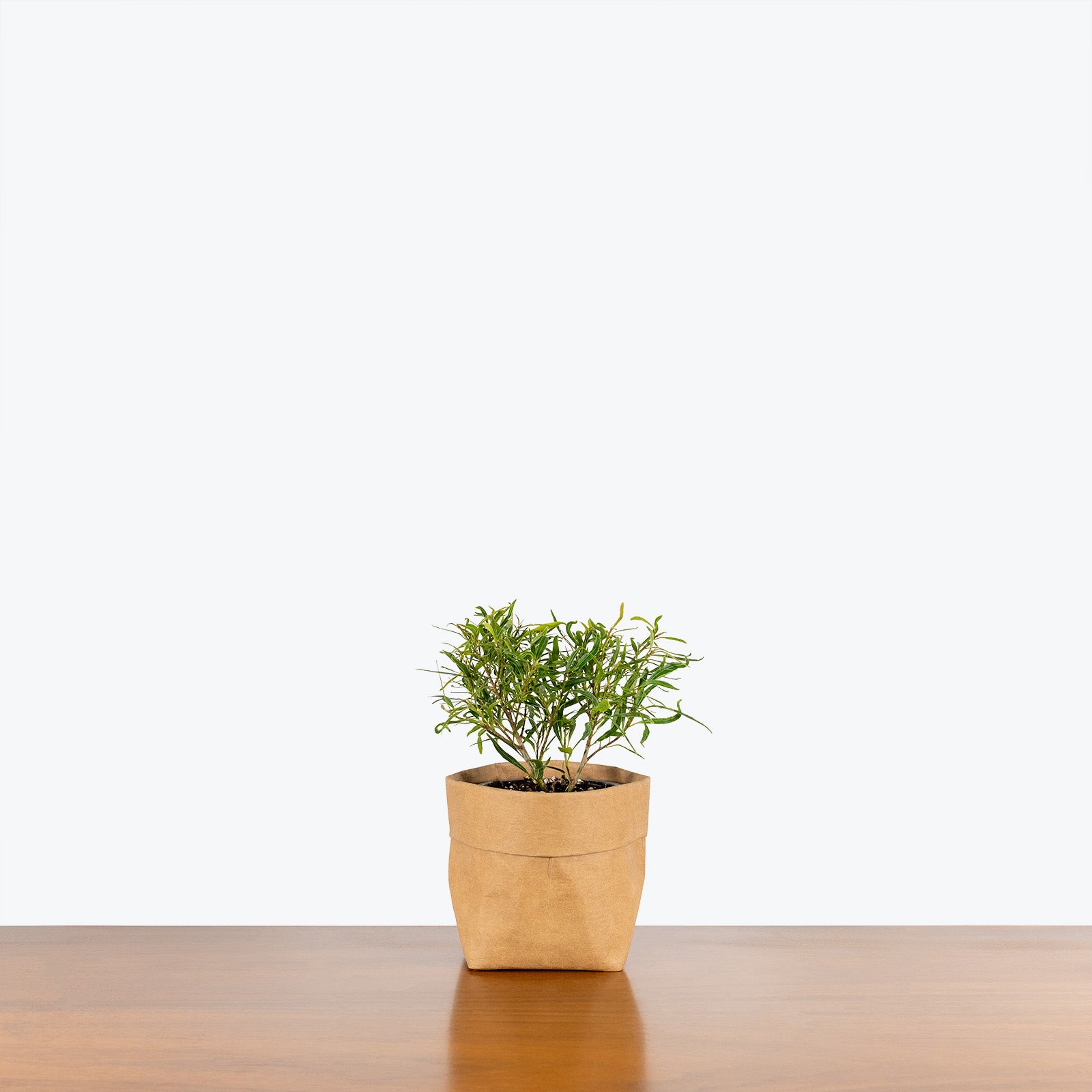 Willow Leaf Fig - House Plants Delivery Toronto - JOMO Studio