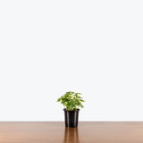 Yellow Ripple Ivy — 4" Pot