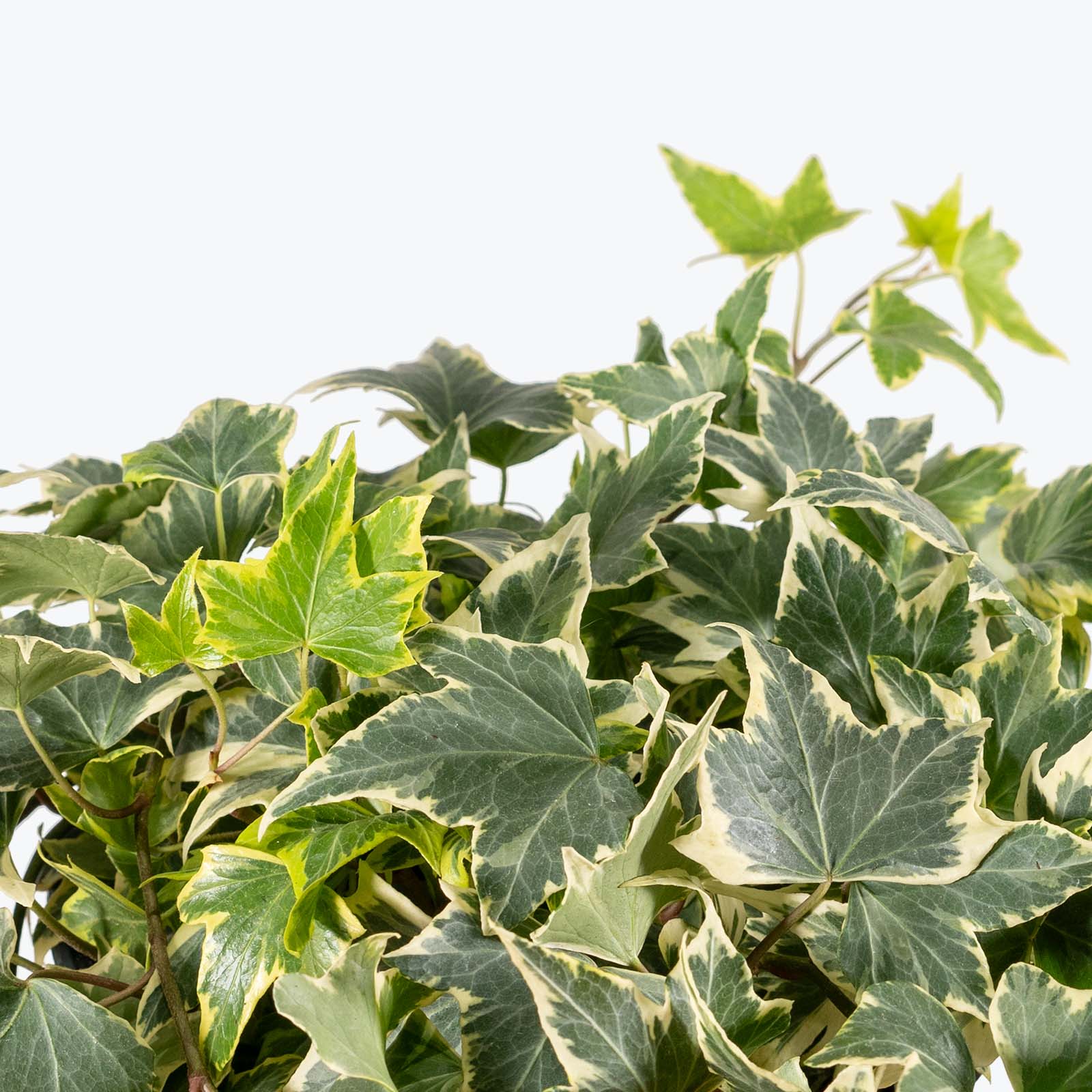 Yellow Ripple Ivy | Hedera Helix Yellow Ripple | Care Guide and Pro Tips - Delivery from Toronto across Canada - JOMO Studio