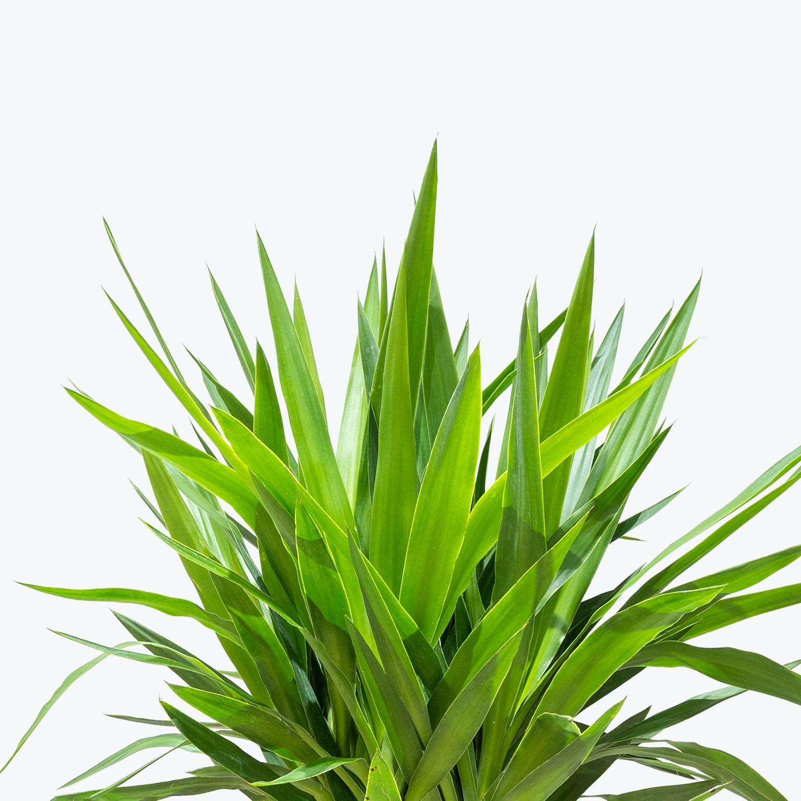 Yucca Cane | Care Guide and Pro Tips - Delivery from Toronto across Canada - JOMO Studio