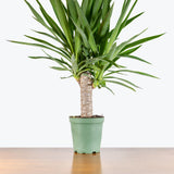 Yucca Cane — 6" Pot