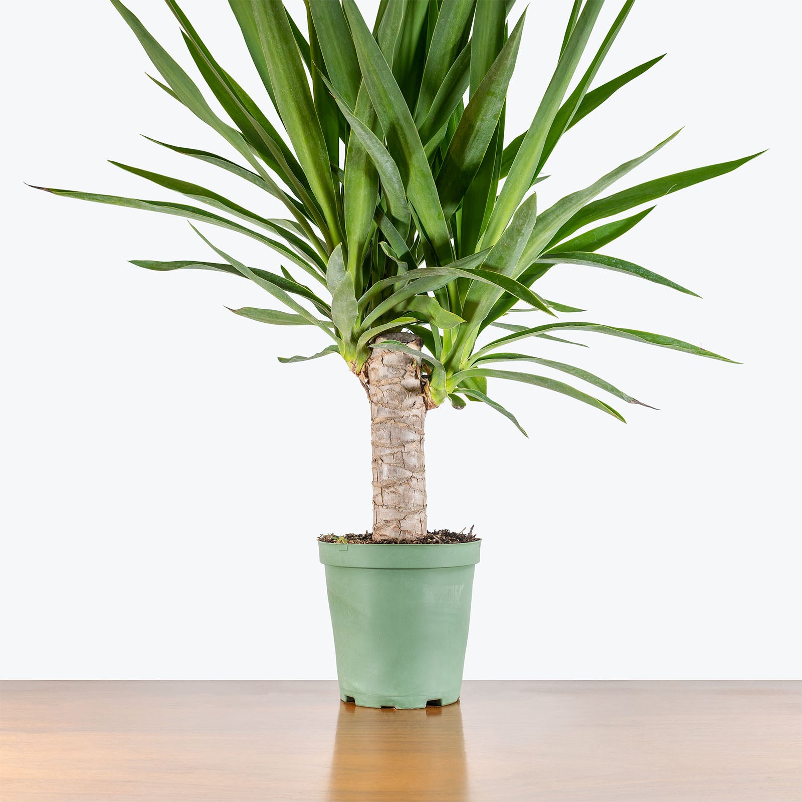 Yucca Cane | Care Guide and Pro Tips - Delivery from Toronto across Canada - JOMO Studio