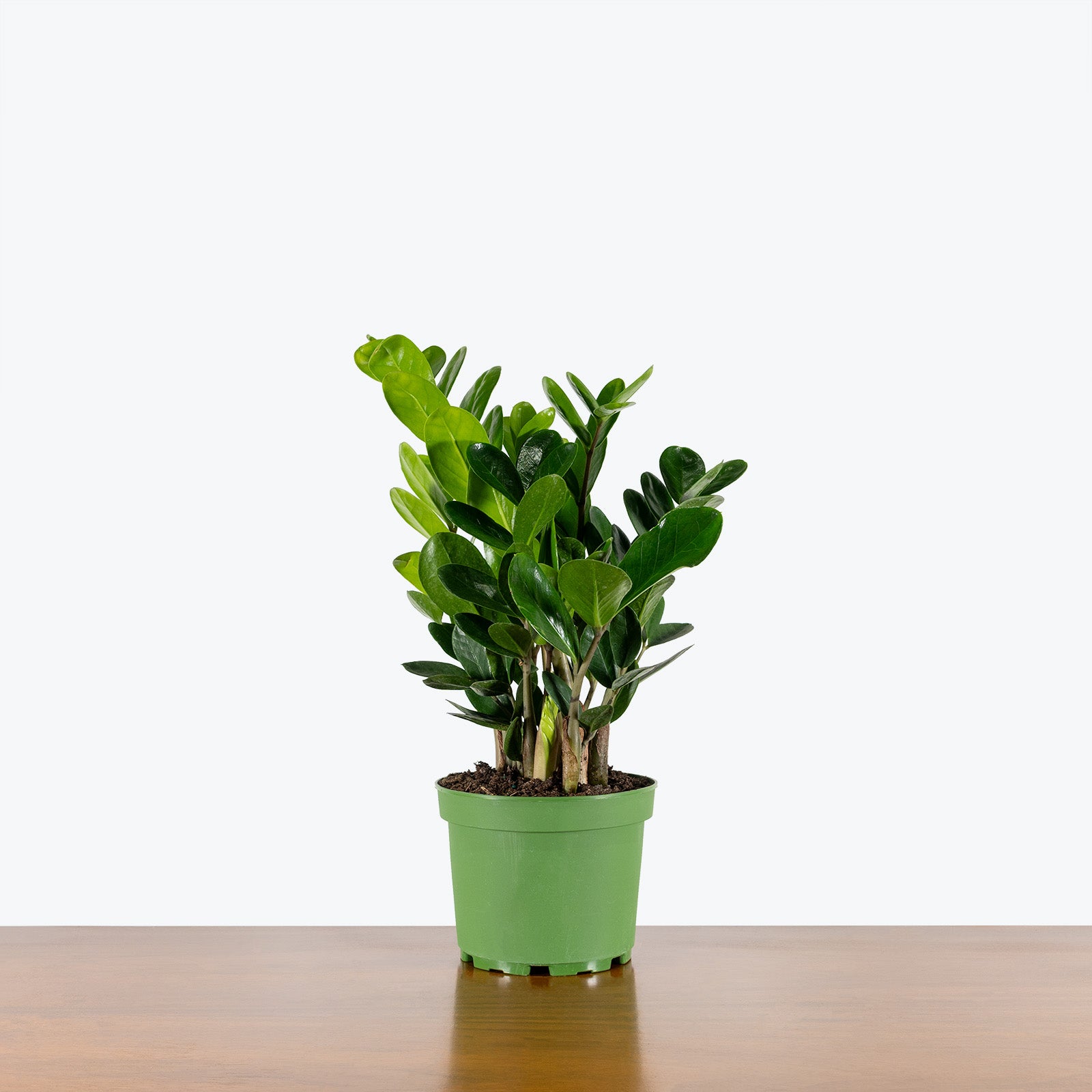 ZZ Lucky Wide Leaf - Zamioculcas Zamiifolia - ZZ Plant - House Plants Delivery Toronto - JOMO Studio