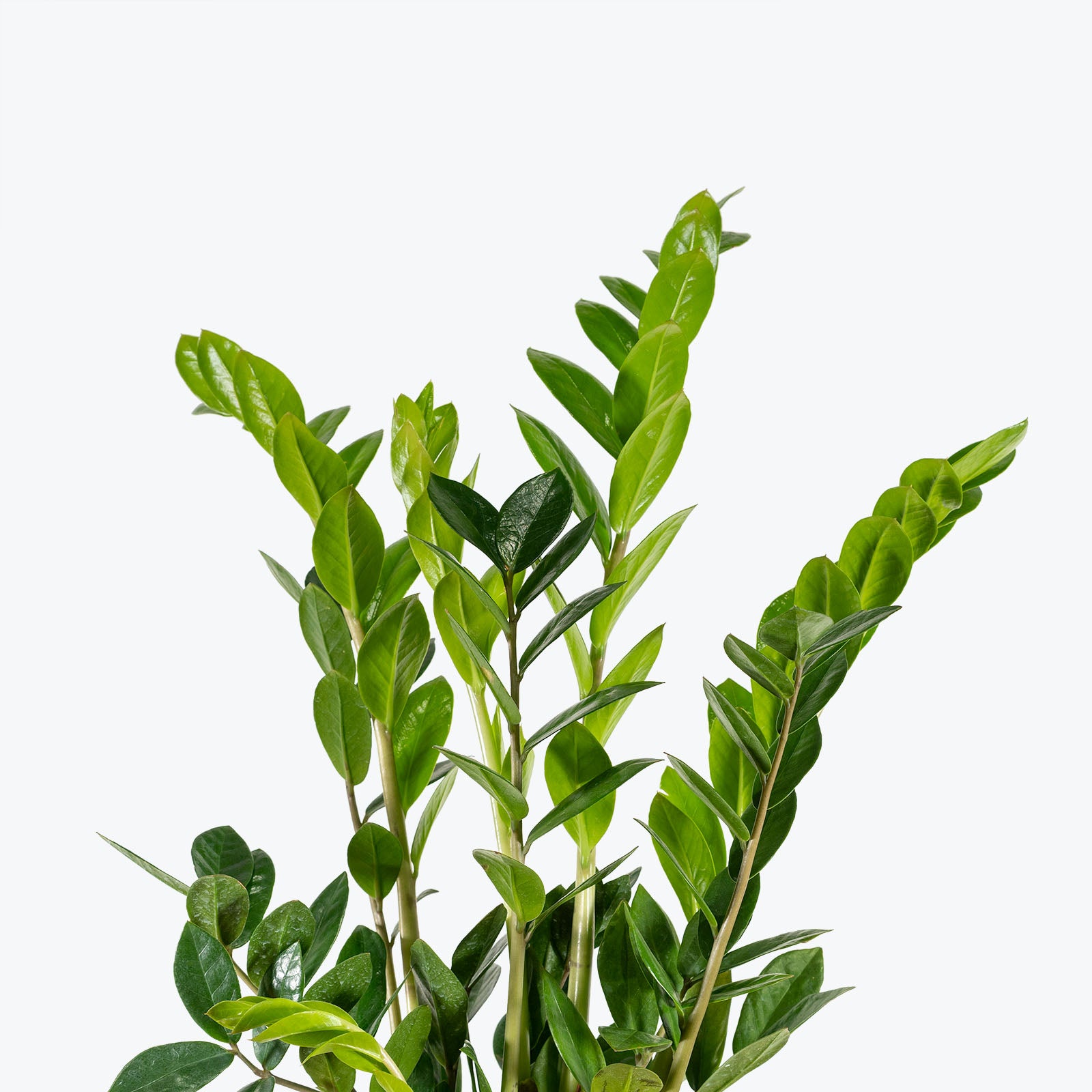 Zamioculcas Zamiifolia | ZZ Plant | Care Guide and Pro Tips - Delivery from Toronto across Canada - JOMO Studio