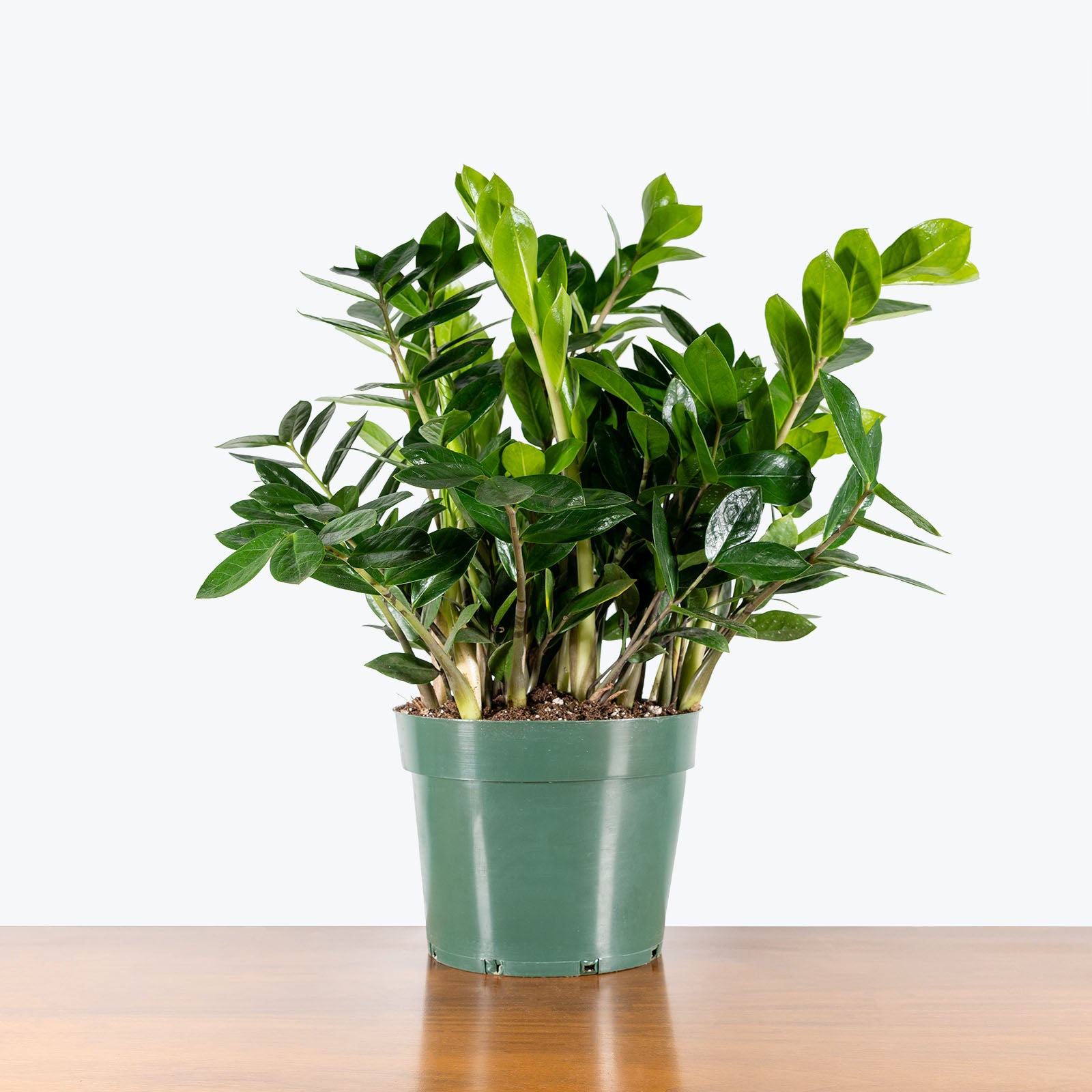 ZZ Plant | Zamioculcas Zamiifolia | Care Guide and Pro Tips - Delivery from Toronto across Canada - JOMO Studio