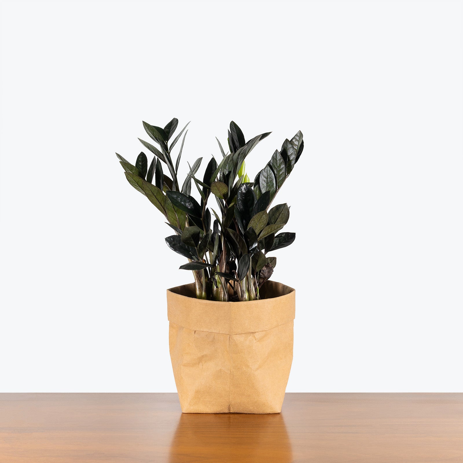 Zamioculcas Zamiifolia Raven | ZZ Raven | Care Guide and Pro Tips - Delivery from Toronto across Canada - JOMO Studio