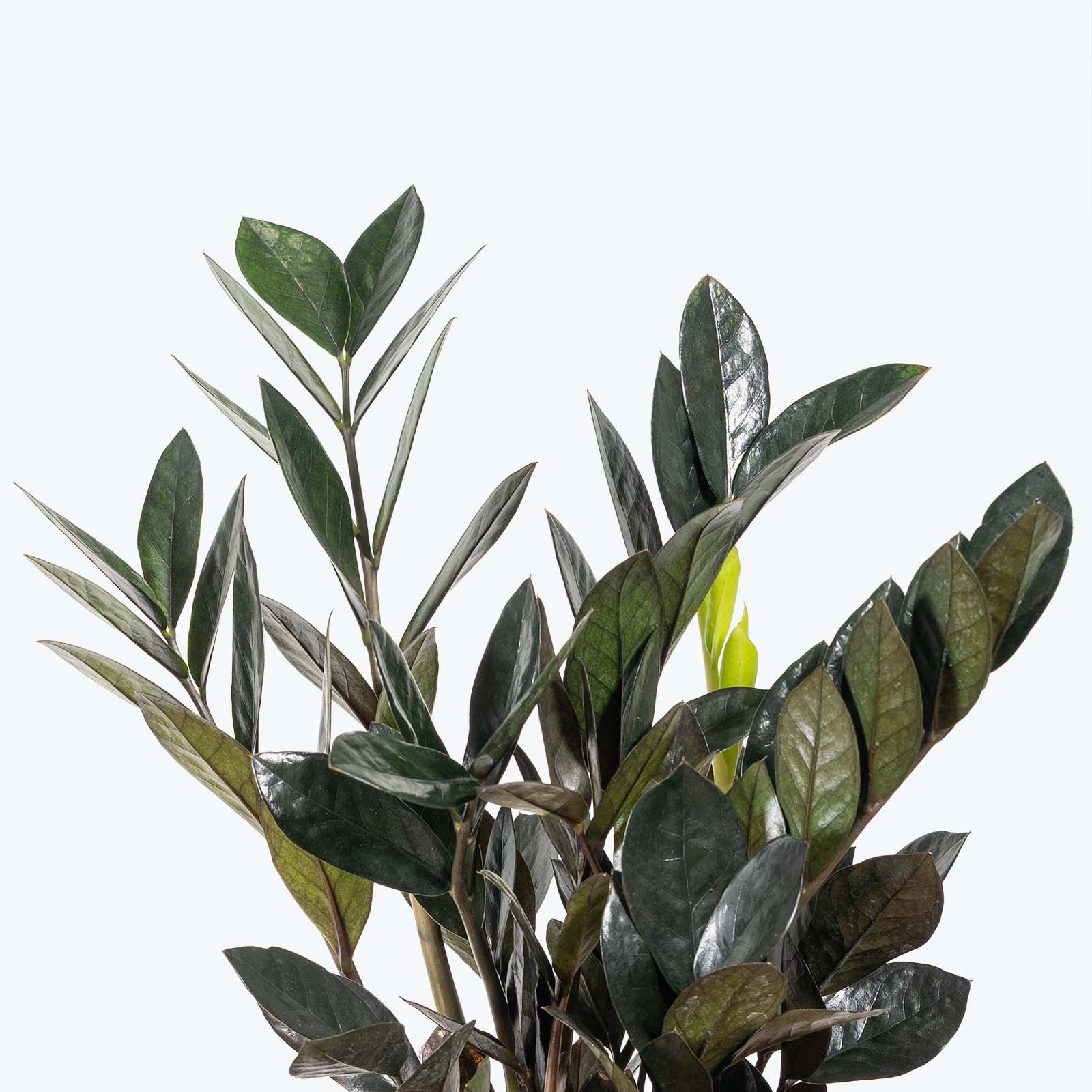 Zamioculcas Zamiifolia Raven | ZZ Raven | Care Guide and Pro Tips - Delivery from Toronto across Canada - JOMO Studio