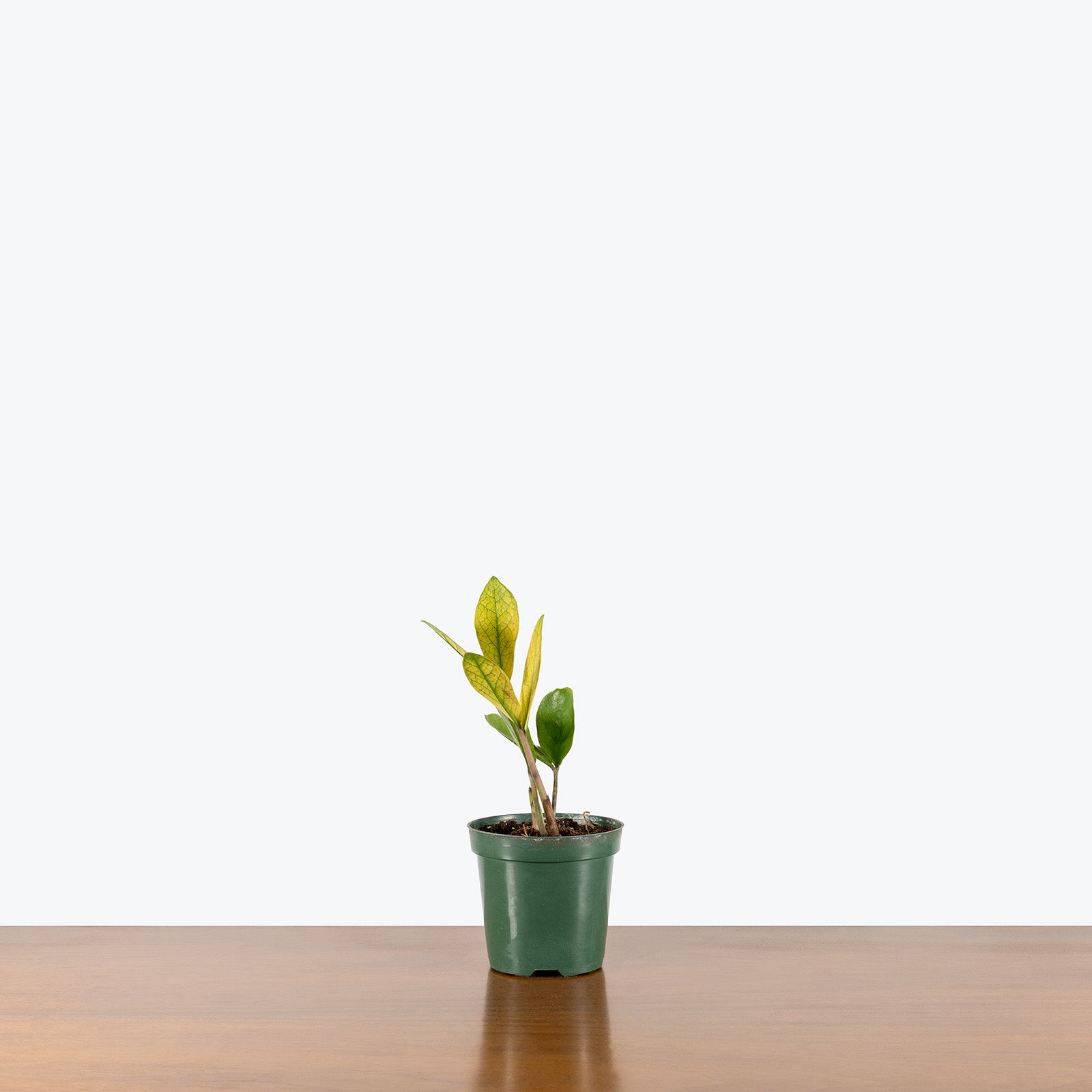 ZZ Chameleon | Care Guide and Pro Tips - Delivery from Toronto across Canada - JOMO Studio