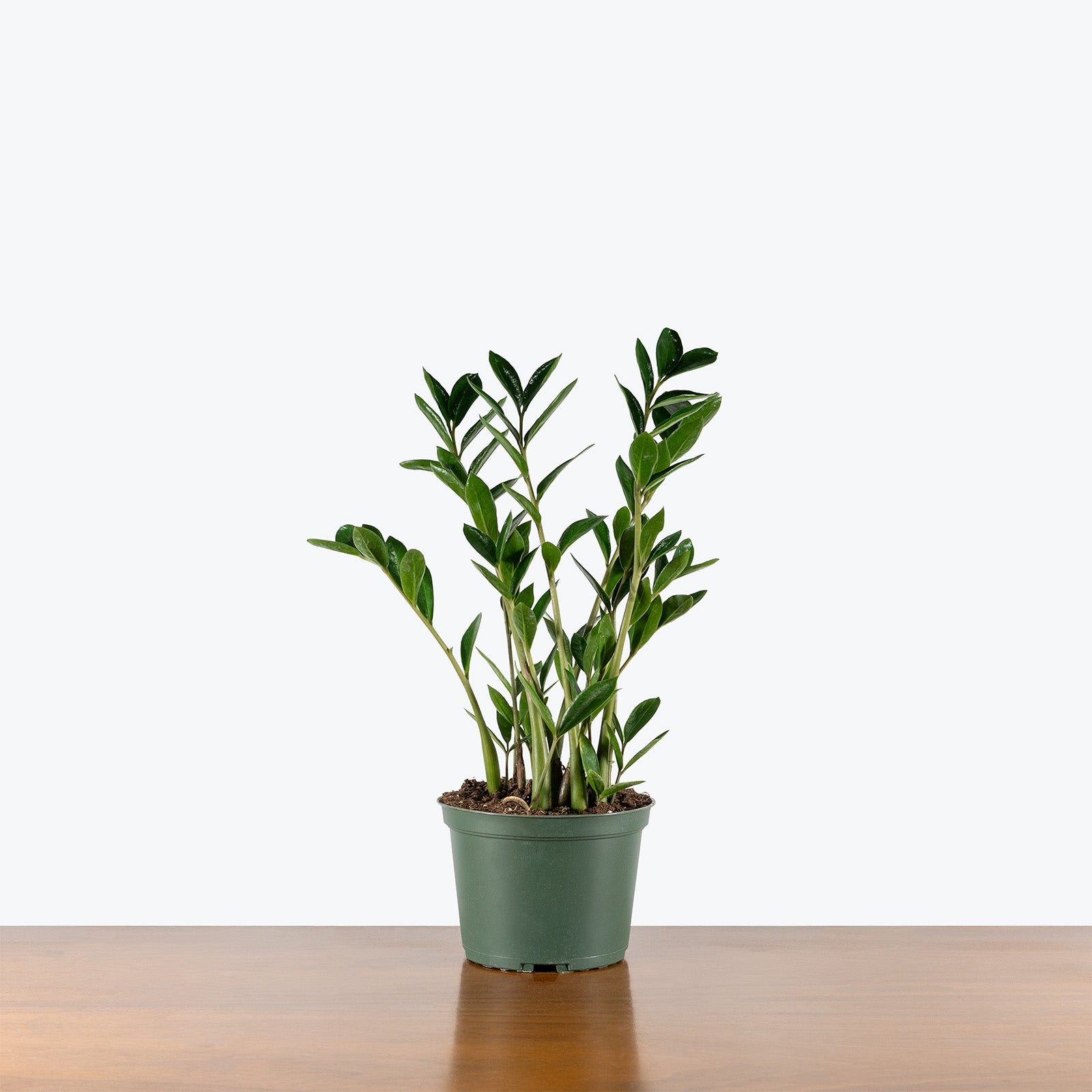ZZ Plant Dwarf Zamicro | Care Guide and Pro Tips - Delivery from Toronto across Canada - JOMO Studio
