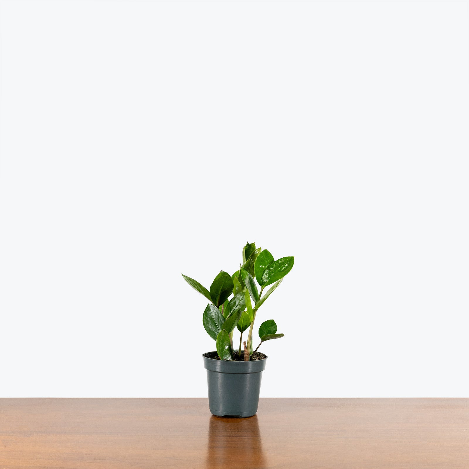 ZZ Plant | Zamioculcas Zamiifolia | Care Guide and Pro Tips - Delivery from Toronto across Canada - JOMO Studio