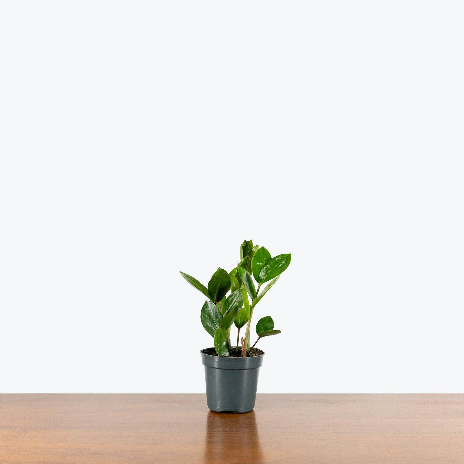 Zamioculcas Zamiifolia | ZZ Plant | Care Guide and Pro Tips - Delivery from Toronto across Canada - JOMO Studio