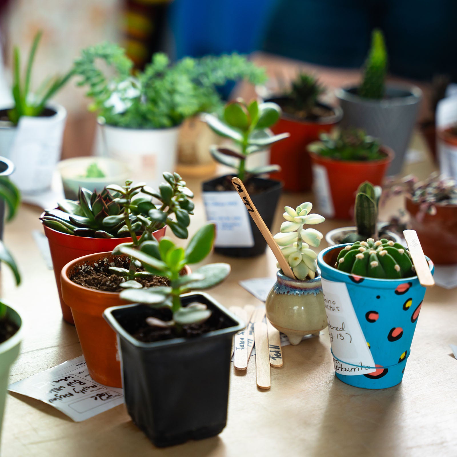 Toronto Plant Swap - JOMO Studio