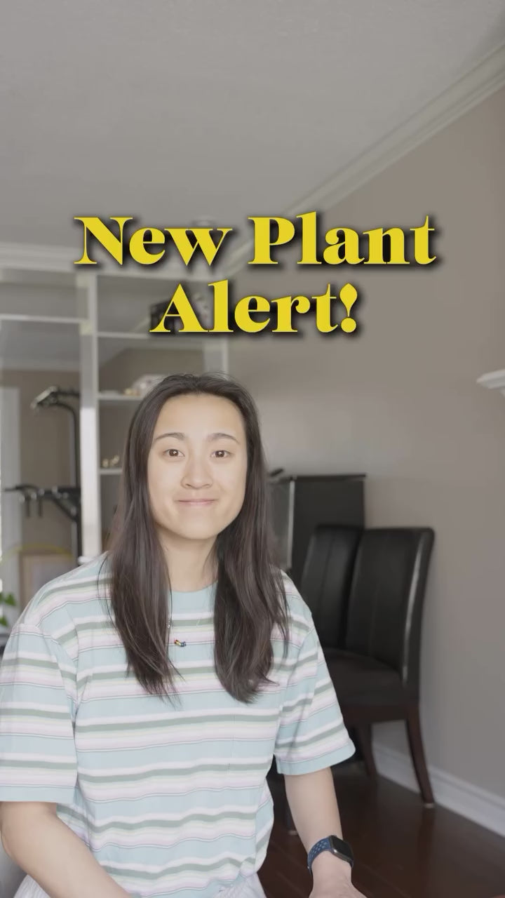 Anthurium Delivery | JOMO Studio | Buy Plants Online | Tropical Houseplant Delivery & Plant Care