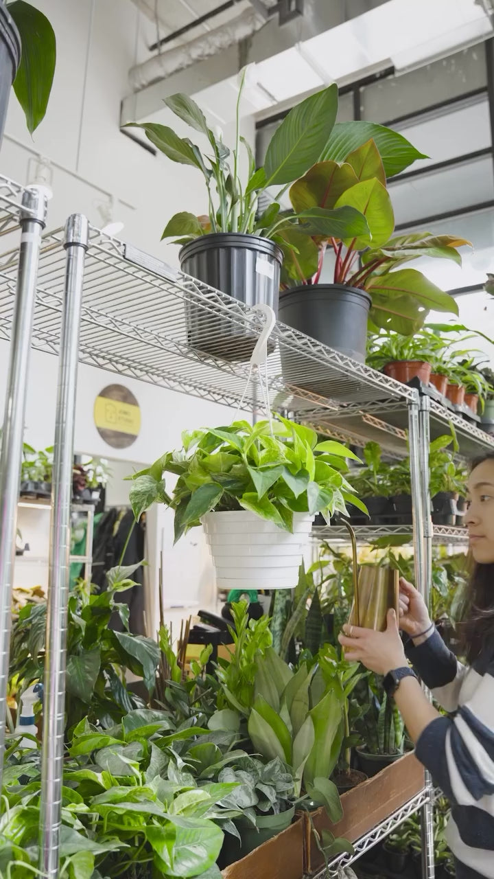 Overwatering doesn’t mean too much water — it means too often | JOMO Studio | Buy Plants Online | Tropical Houseplant Delivery & Plant Care