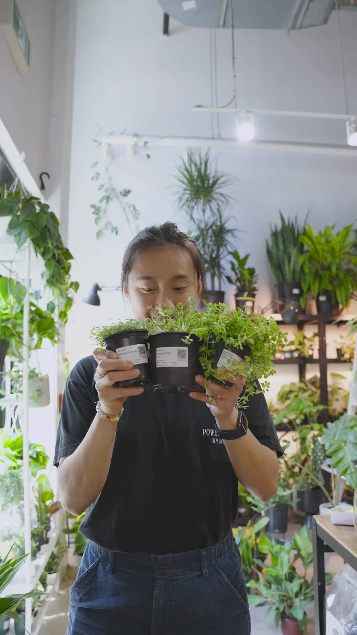Cute plants with cure foliage | JOMO Studio | Buy Plants Online | Tropical Houseplant Delivery & Plant Care
