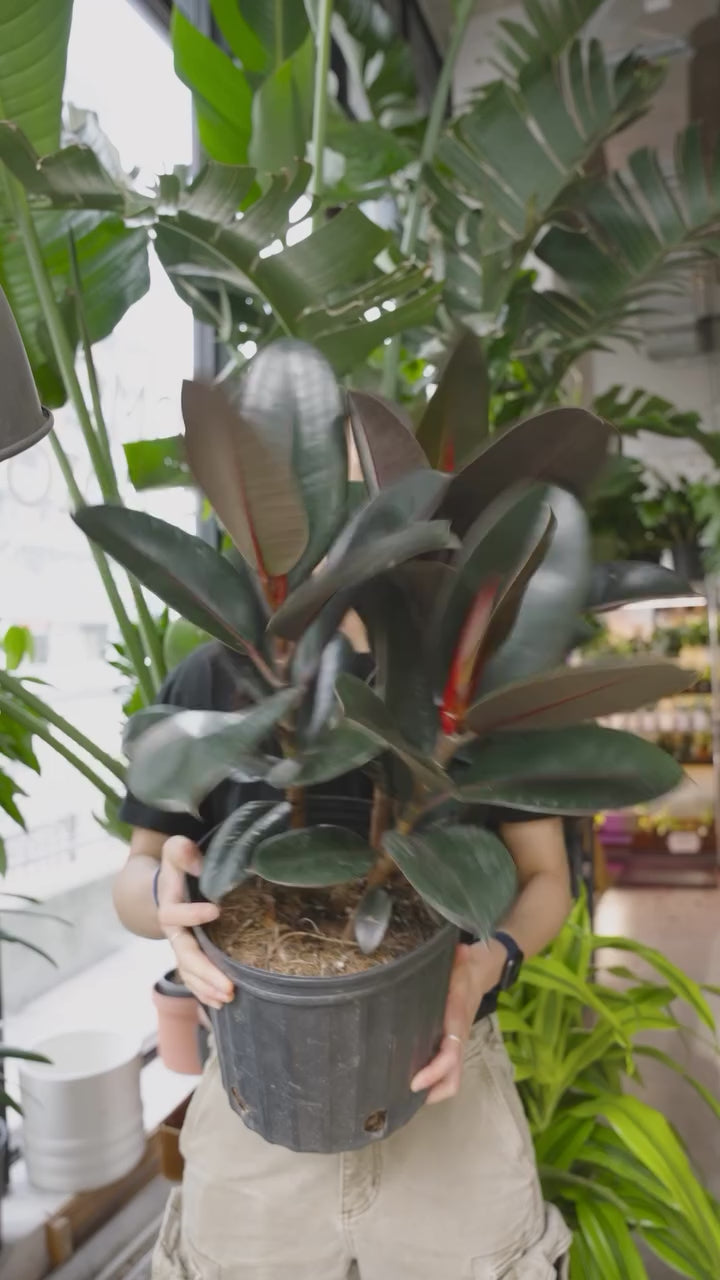 Rubber Plant Care | JOMO Studio | Buy Plants Online | Tropical Houseplant Delivery & Plant Care