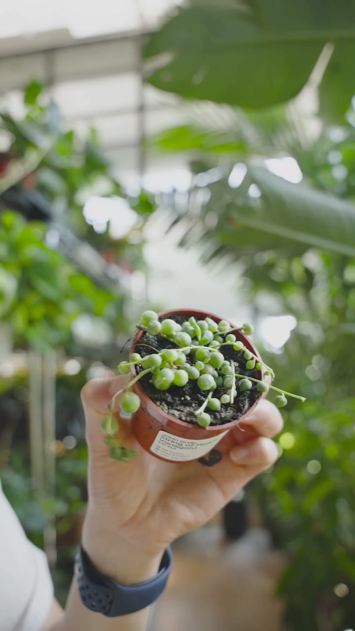 String of Pearls care | JOMO Studio | Buy Plants Online | Tropical Houseplant Delivery & Plant Care