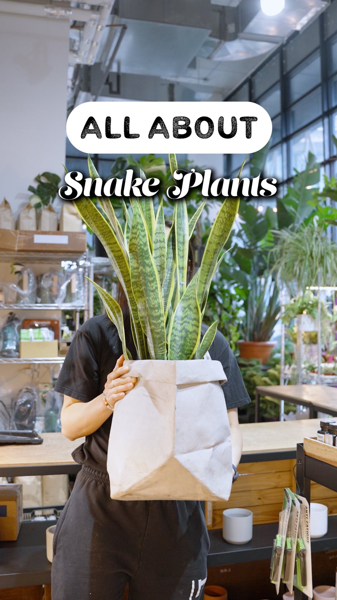all about snake plant | JOMO Studio | Buy Plants Online | Houseplant Delivery & Plant Care