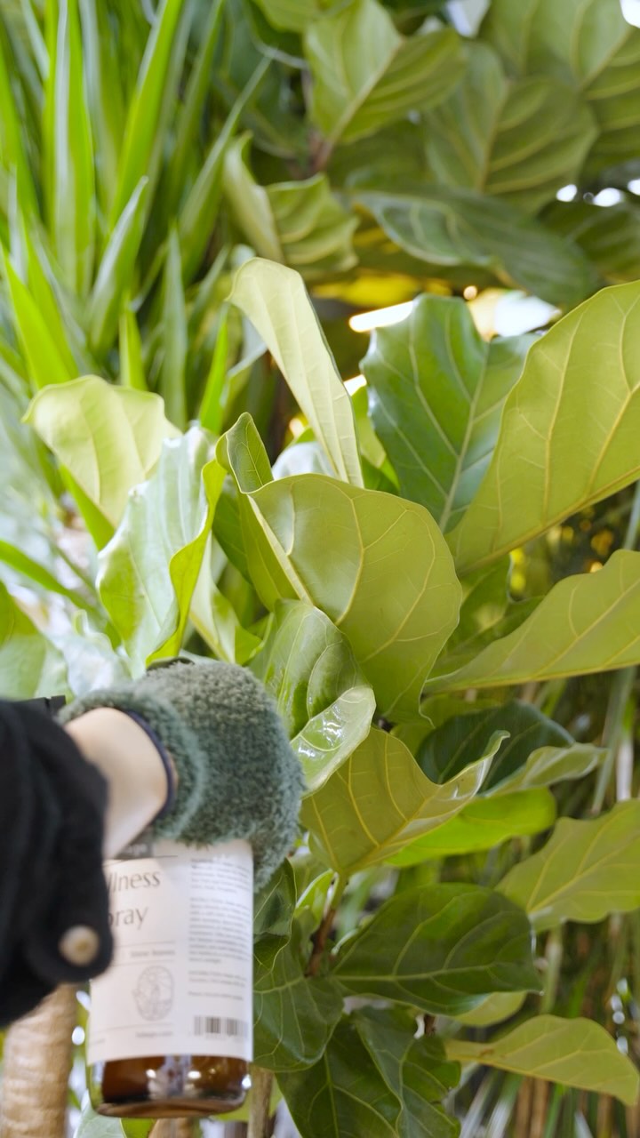 ASMR Fiddle Cleaning | JOMO Studio | Buy Plants Online | Houseplant Delivery & Plant Care