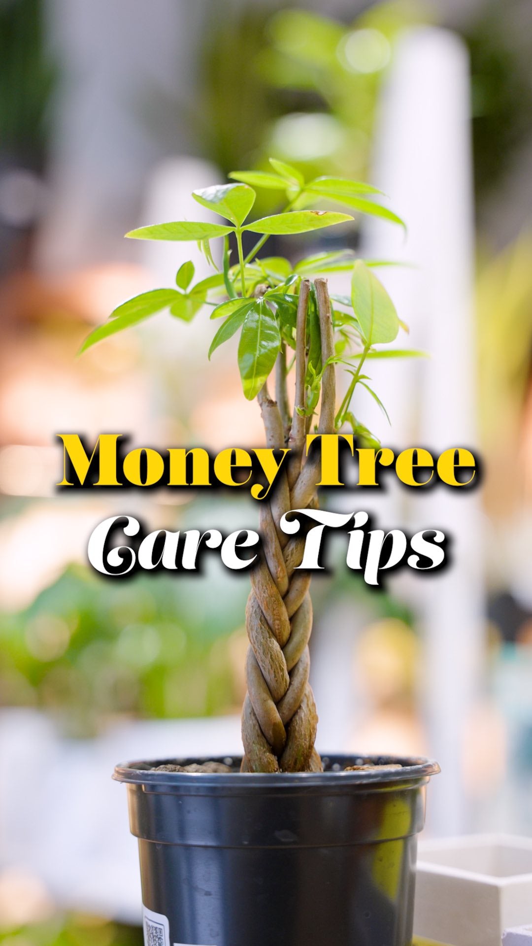 Money Tree Care | JOMO Studio | Buy Plants Online | Houseplant Delivery & Plant Care