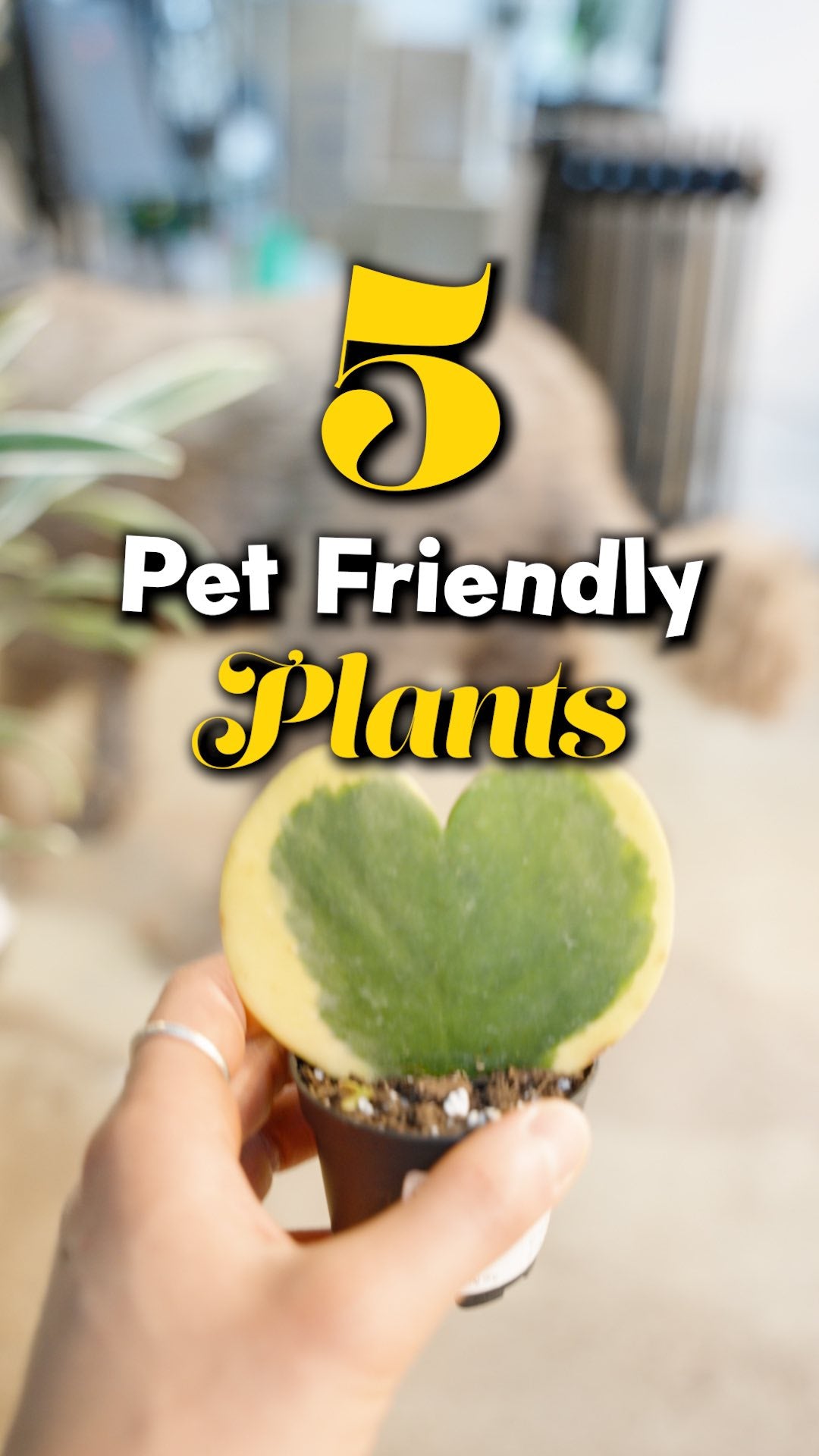 5 Pet Friendly Plants | JOMO Studio | Buy Plants Online | Houseplant Delivery & Plant Care