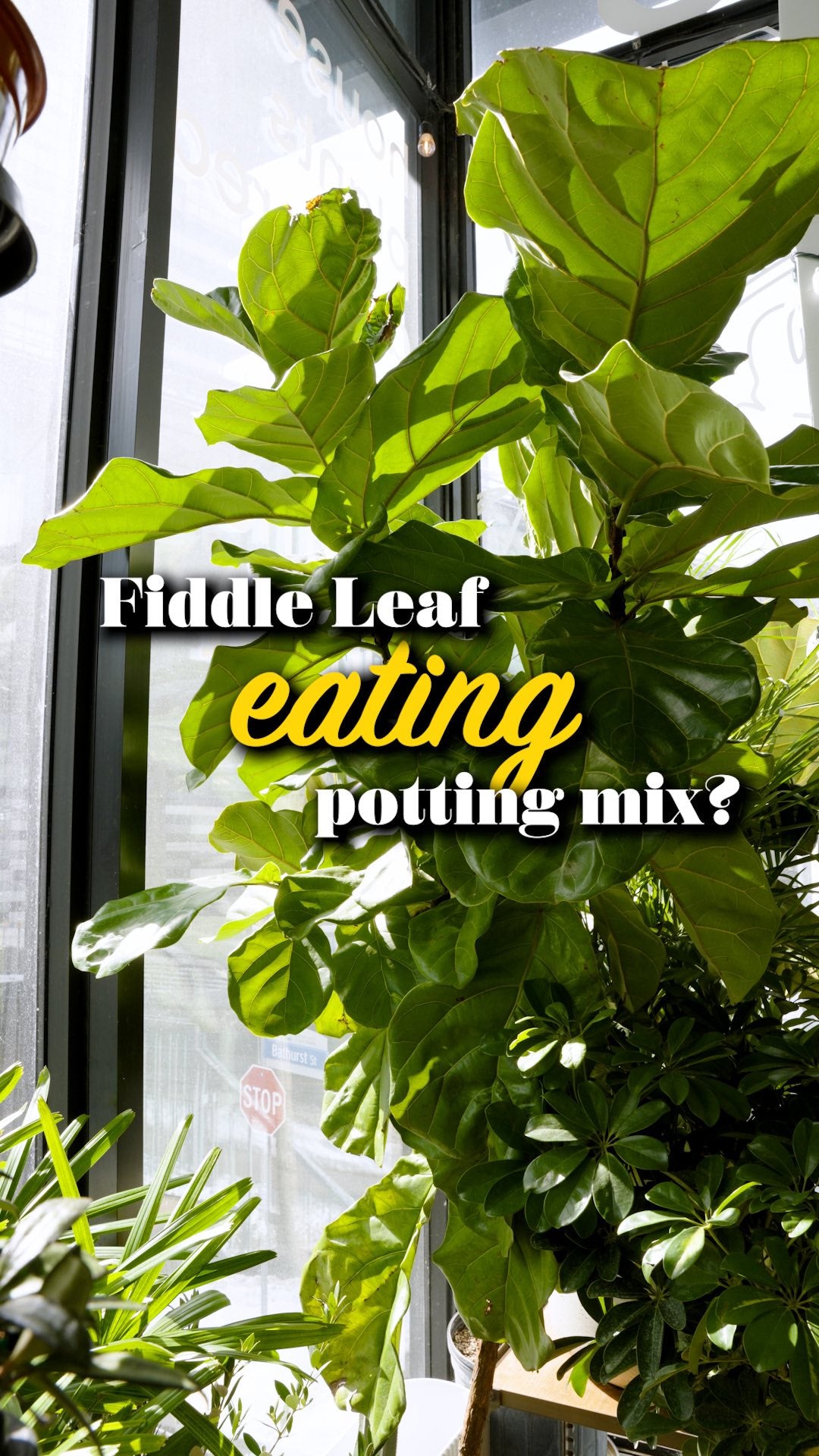 Fiddle Leaf Fig Eat Soil | JOMO Studio | Buy Plants Online | Houseplant Delivery & Plant Care