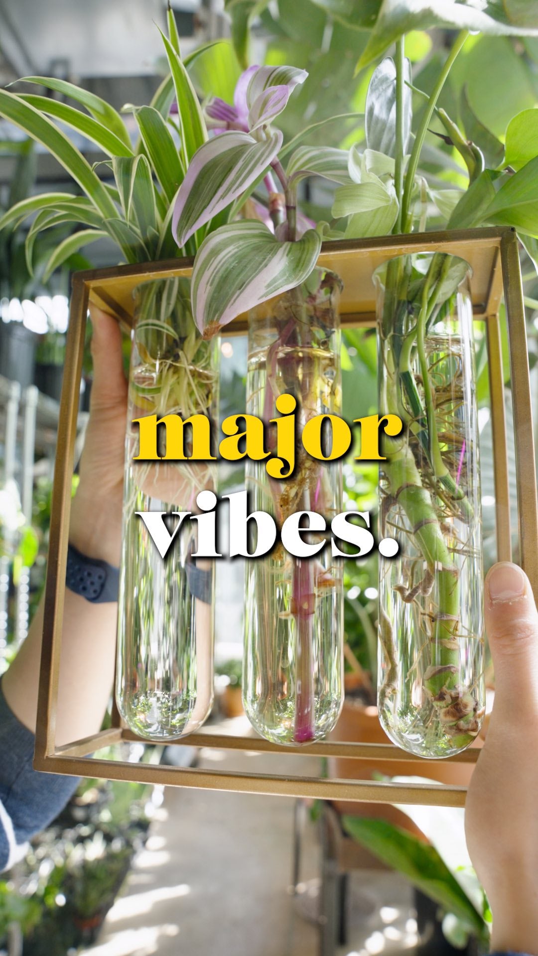 Grow Plant in Water | JOMO Studio | Buy Plants Online | Houseplant Delivery & Plant Care