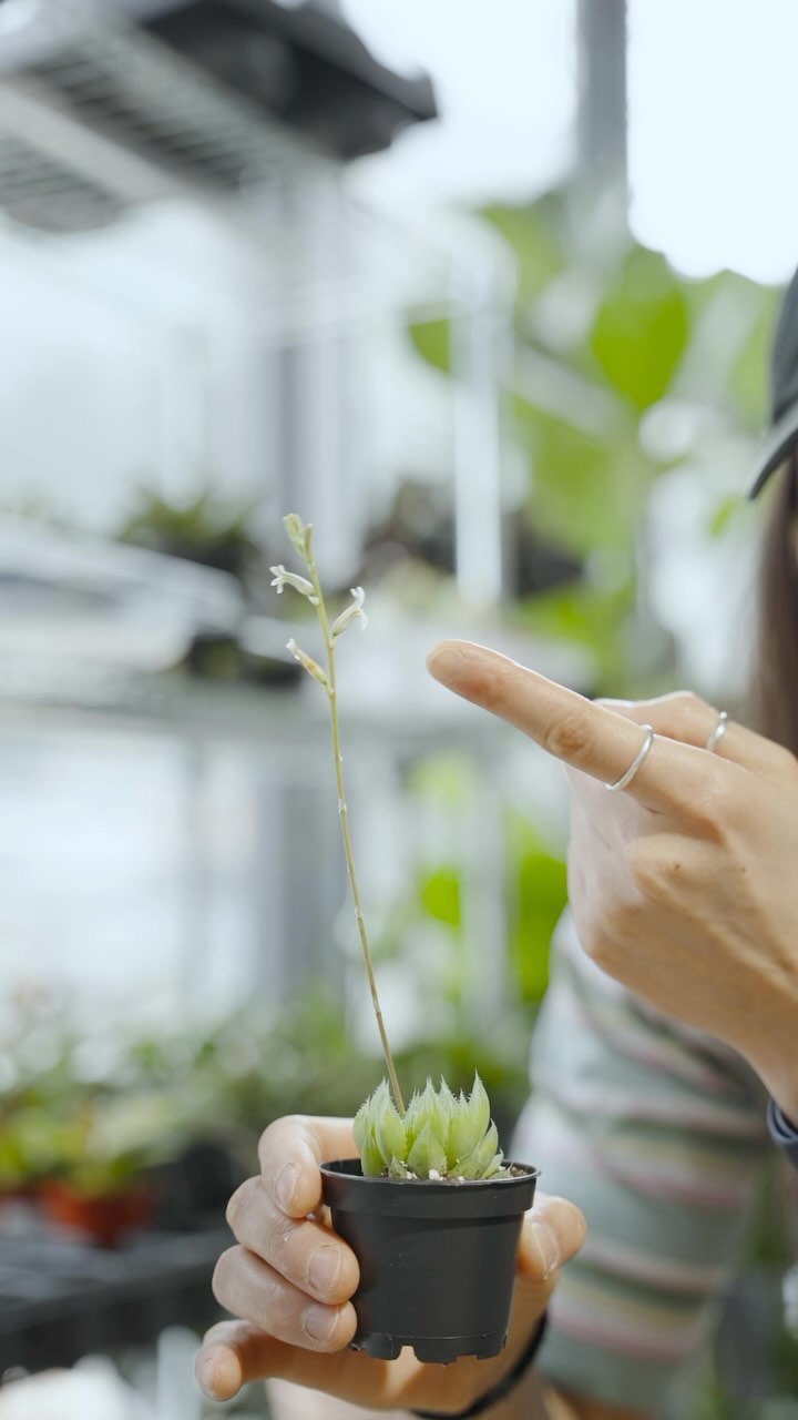 lil flower on a lil plant 🥺♥️
•
•
•
#plantwithjomo #plantshopping #plantdecor #growingplants #plantsmakepeoplehappy