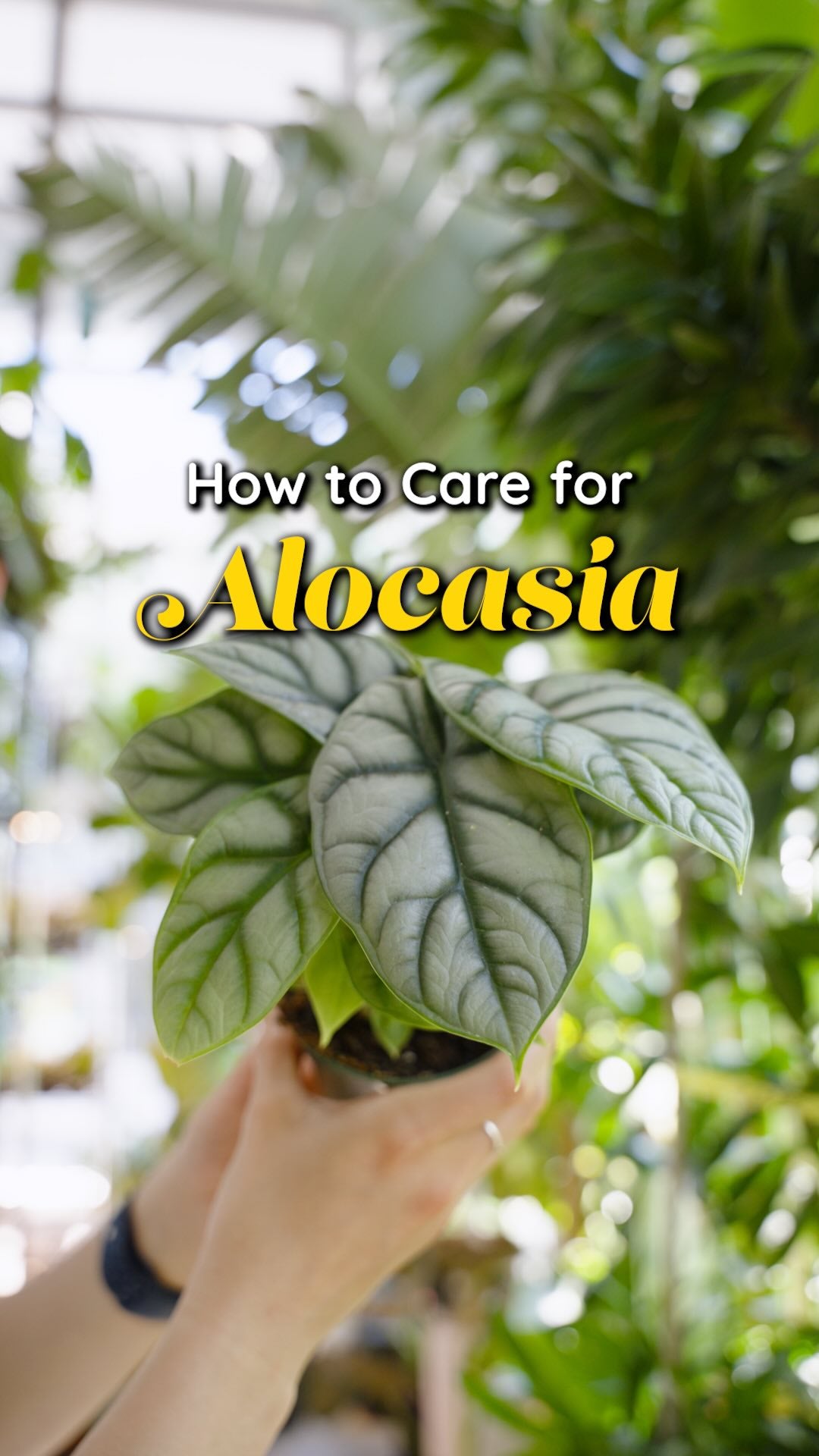 Alocasia Plant Care | JOMO Studio | Buy Plants Online | Tropical Houseplant Delivery & Plant Care