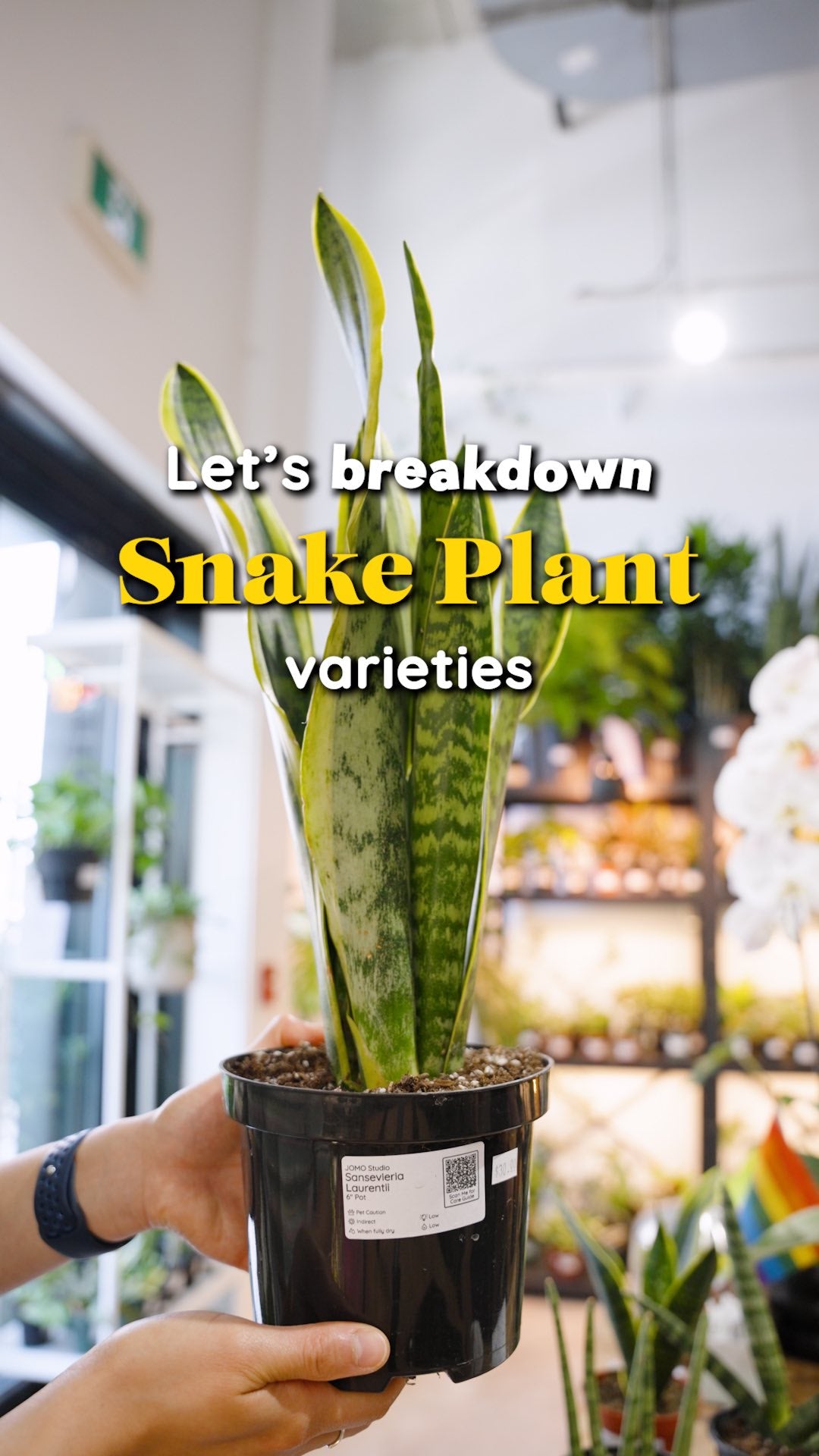 Snake Plant Varieties | JOMO Studio | Buy Plants Online | Tropical Houseplant Delivery & Plant Care